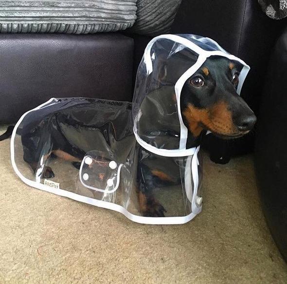 Transparent Dachshund Raincoat