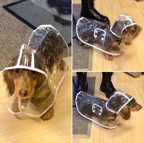 Transparent Dachshund Raincoat