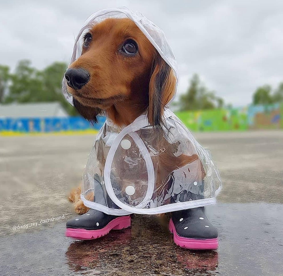 Transparent Dachshund Raincoat