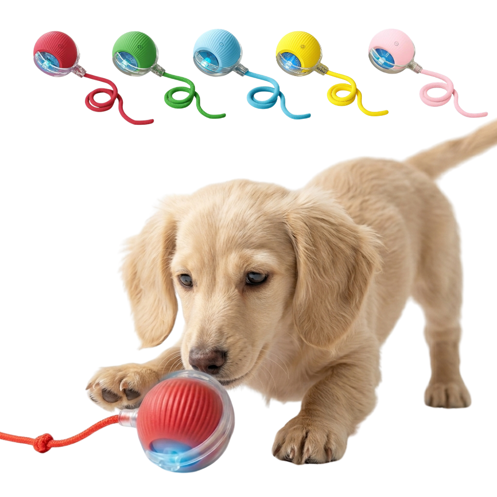Auto-Rolling Doxie Ball