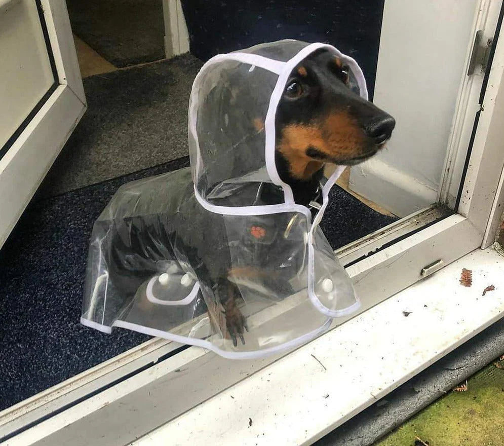 Transparent Dachshund Raincoat
