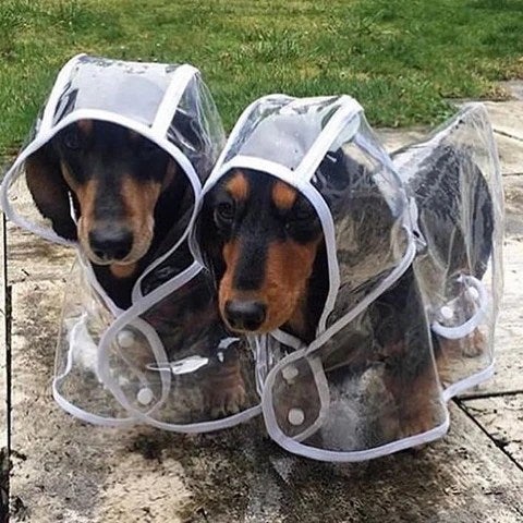 Transparent Dachshund Raincoat